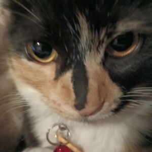 Meet your Posher, Finley